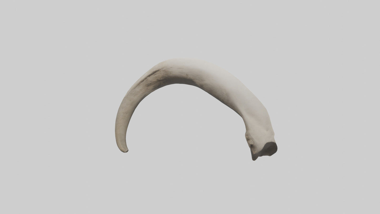 3D model Elephant Femur VR / AR / low-poly
