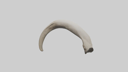 3D model Elephant Femur VR / AR / low-poly