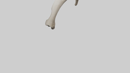 3D model Elephant Femur VR / AR / low-poly