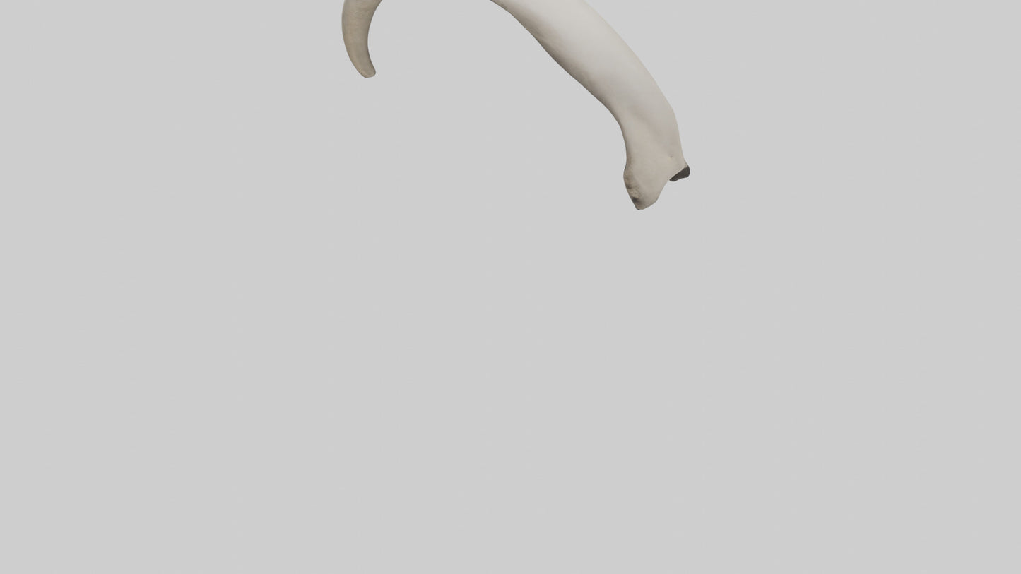 3D model Elephant Femur VR / AR / low-poly
