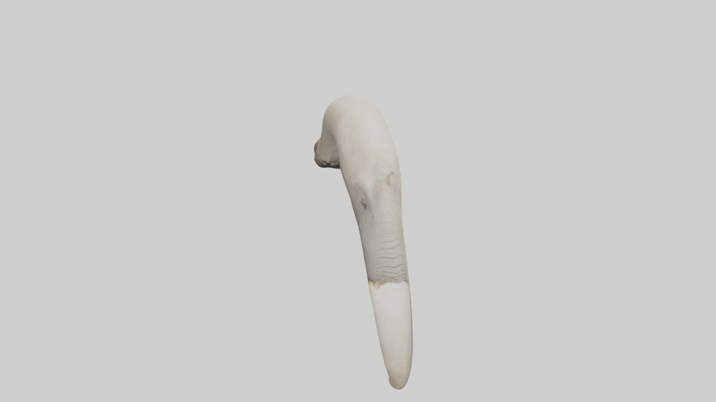 3D model Elephant Femur VR / AR / low-poly