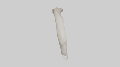 3D model Elephant Femur VR / AR / low-poly