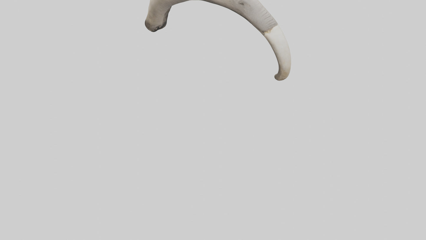 3D model Elephant Femur VR / AR / low-poly