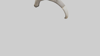 3D model Elephant Femur VR / AR / low-poly