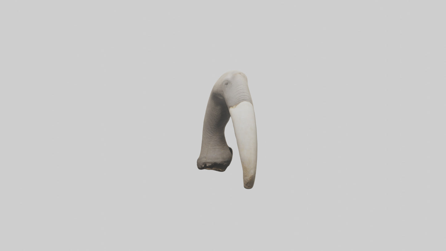 3D model Elephant Femur VR / AR / low-poly