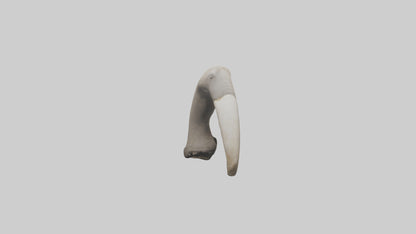 3D model Elephant Femur VR / AR / low-poly