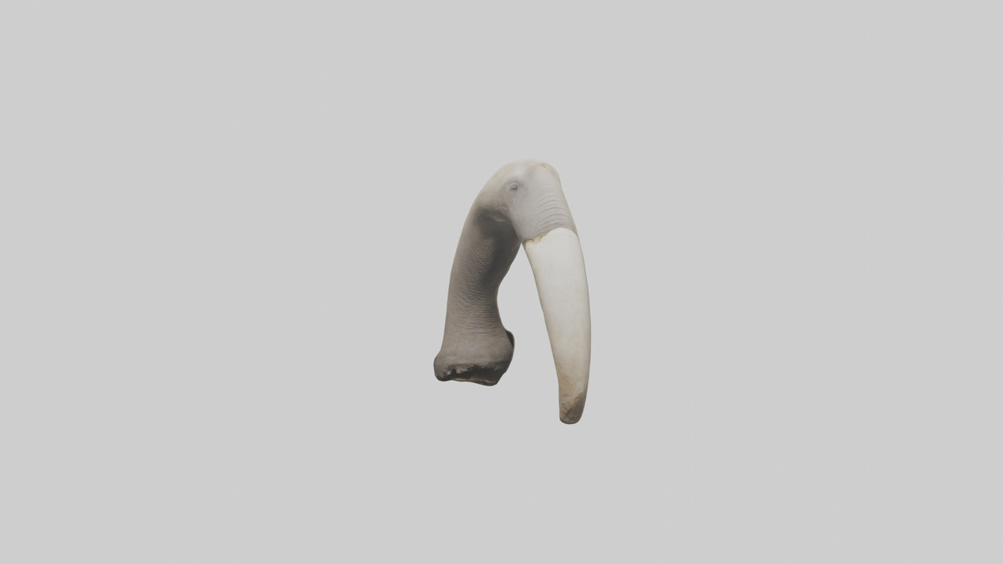 3D model Elephant Femur VR / AR / low-poly