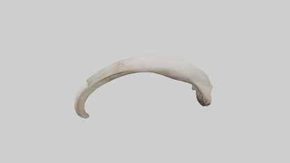 3D model Elephant Femur VR / AR / low-poly