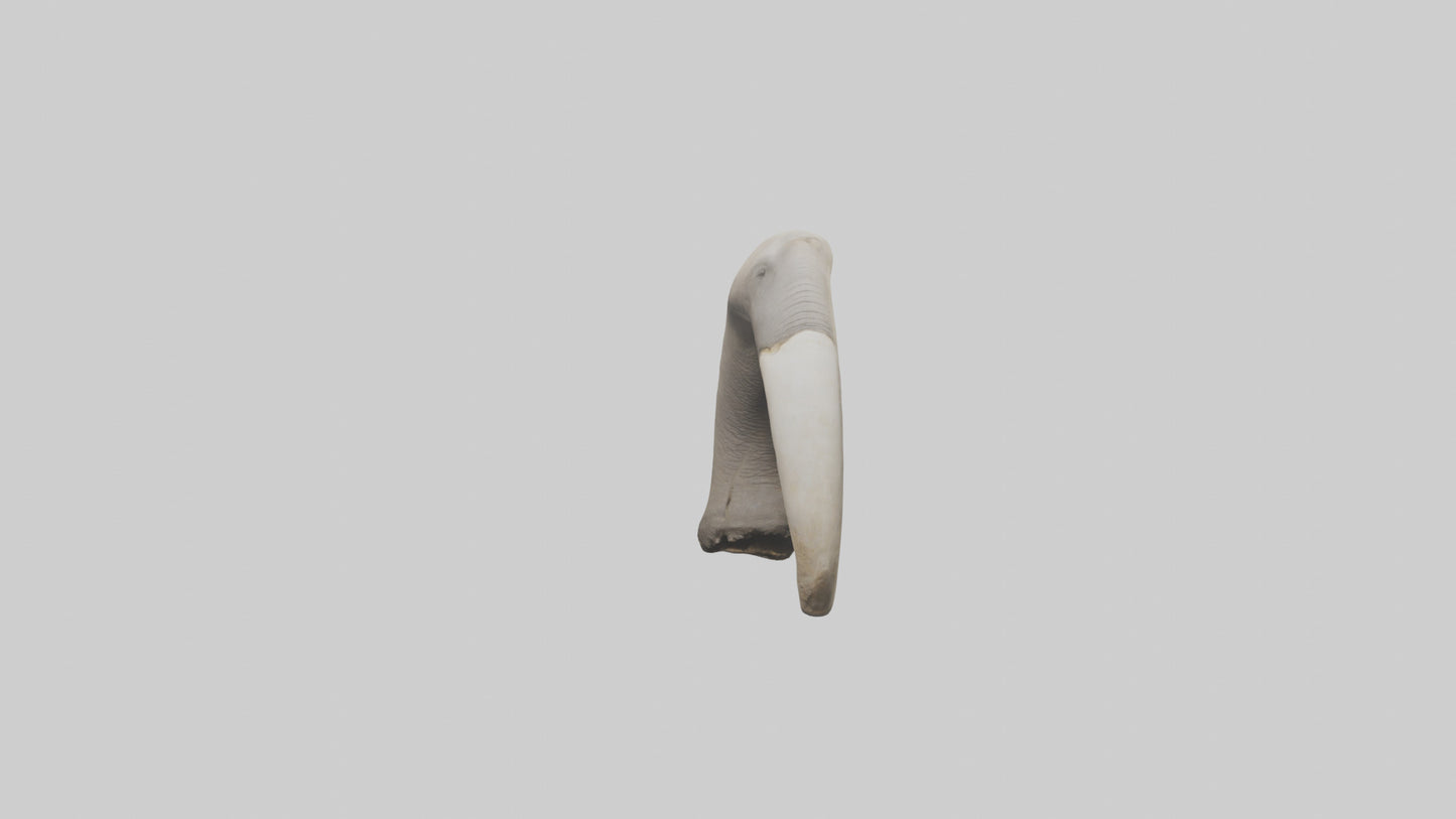 3D model Elephant Femur VR / AR / low-poly