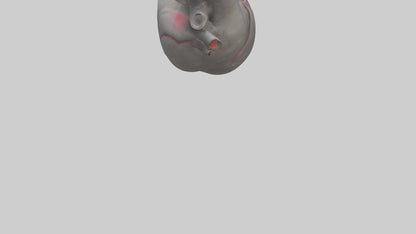 Elephant Heart 3D model
