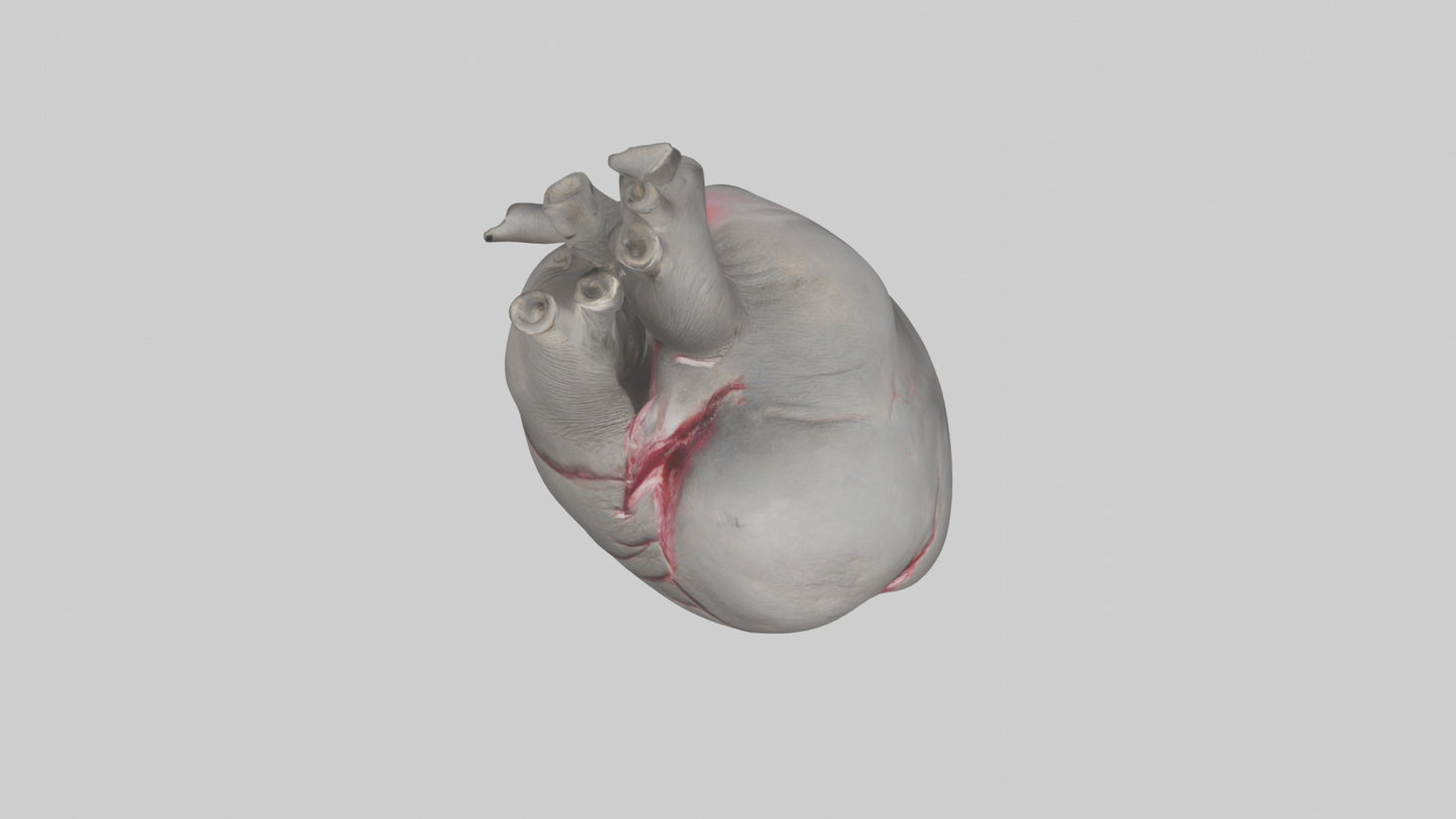 Elephant Heart 3D model