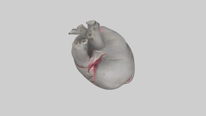 Elephant Heart 3D model