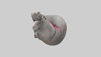Elephant Heart 3D model