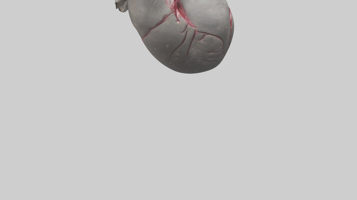 Elephant Heart 3D model