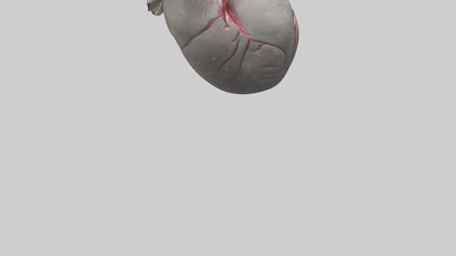 Elephant Heart 3D model