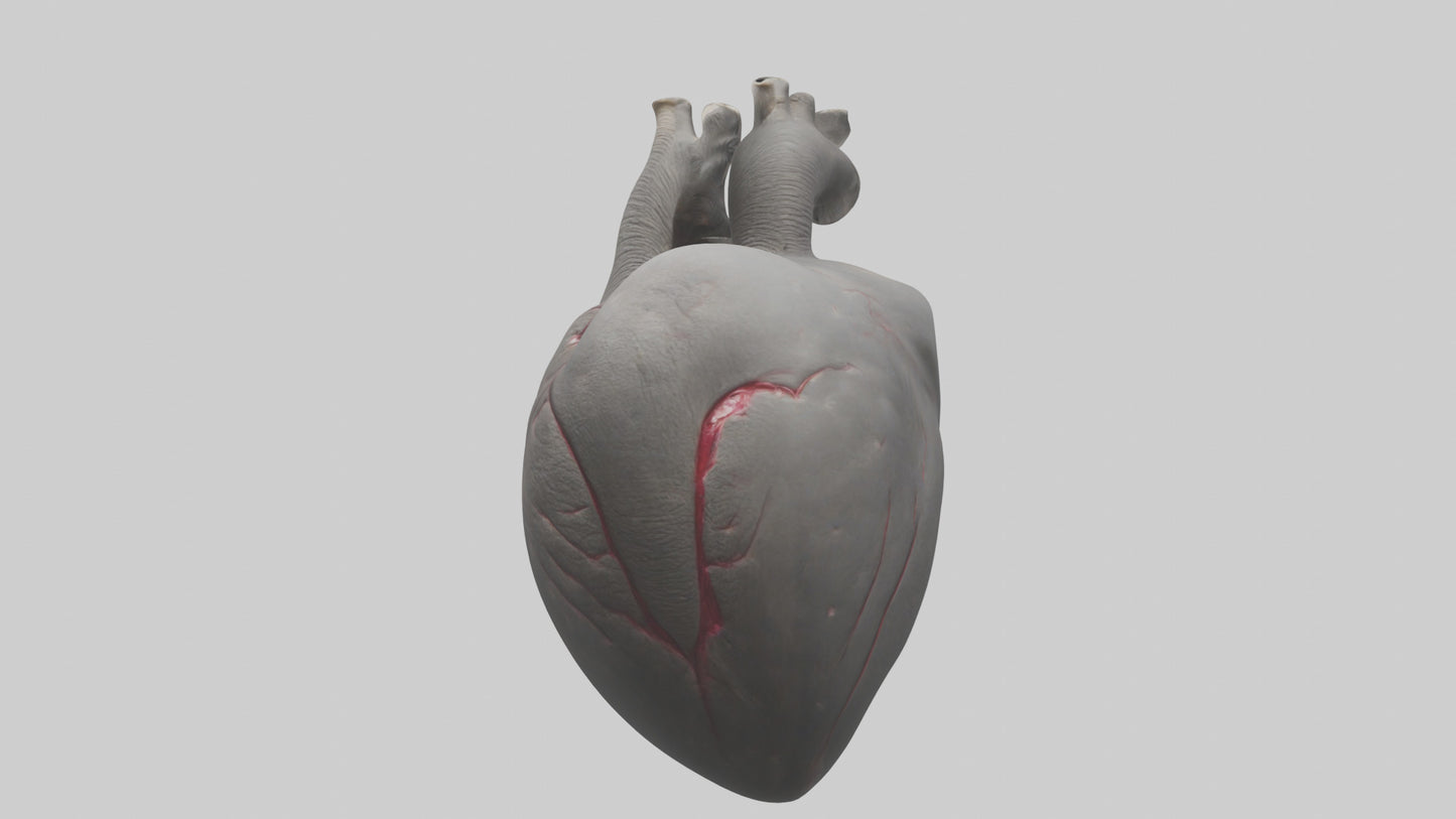 Elephant Heart 3D model