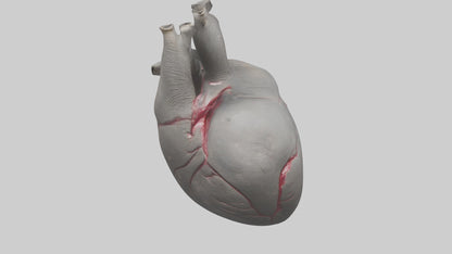 Elephant Heart 3D model