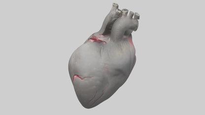 Elephant Heart 3D model