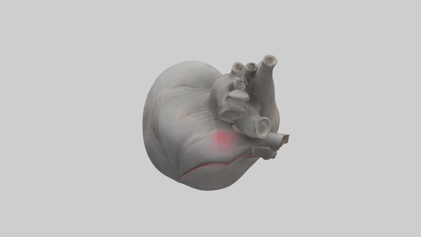 Elephant Heart 3D model