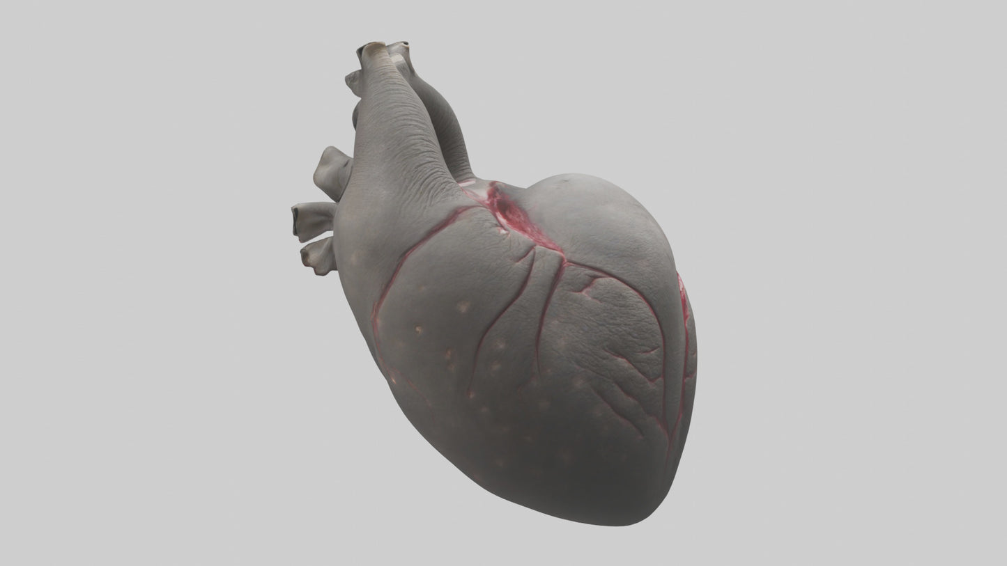 Elephant Heart 3D model