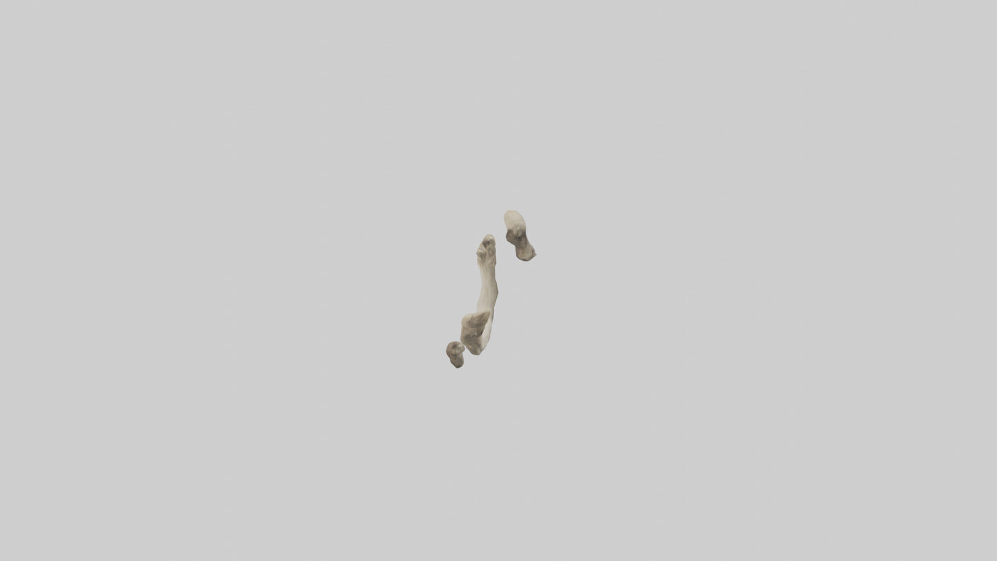 Elephant Humerus 3D model