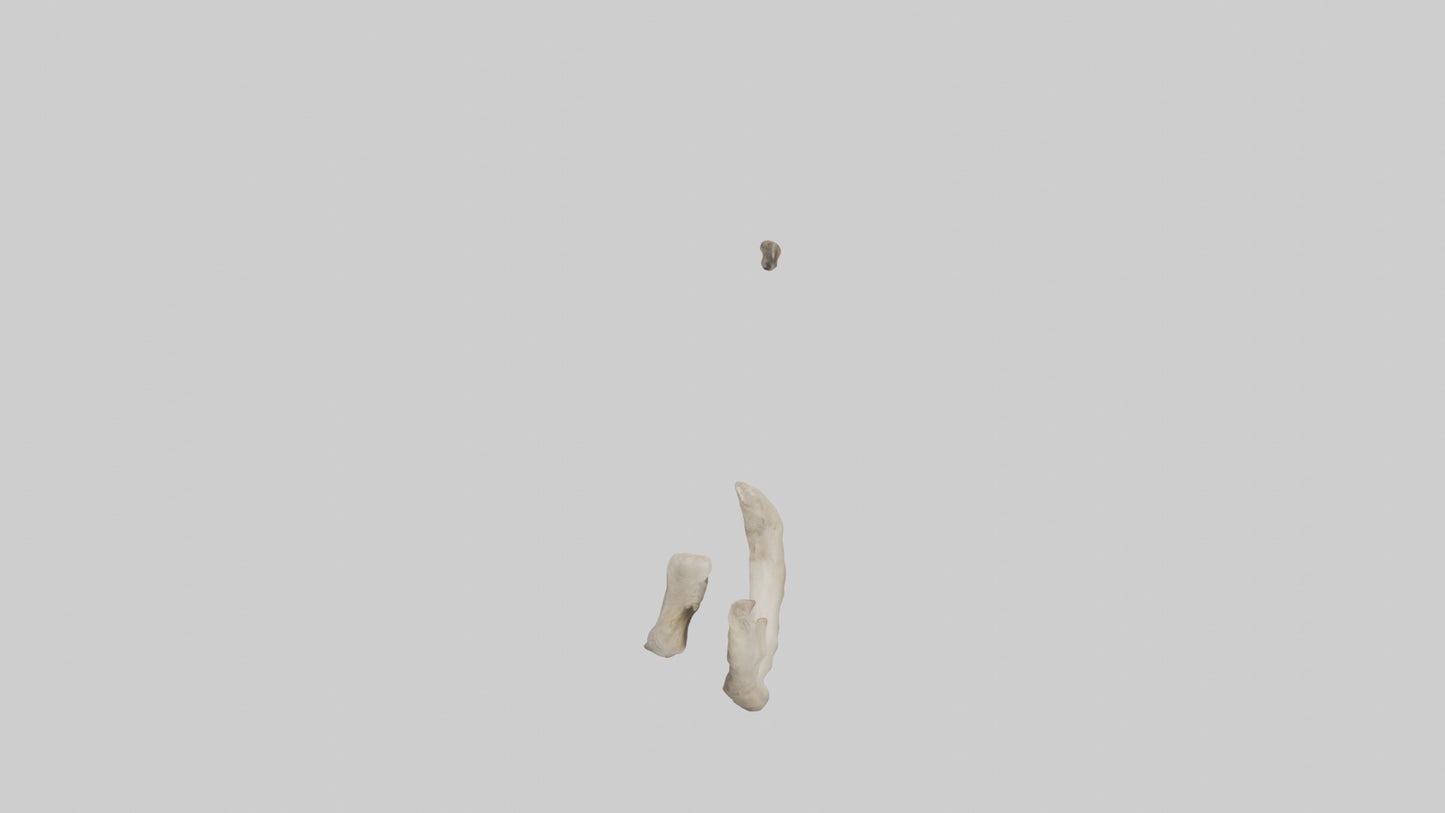Elephant Humerus 3D model