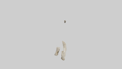 Elephant Humerus 3D model