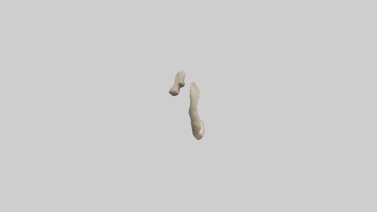 Elephant Humerus 3D model