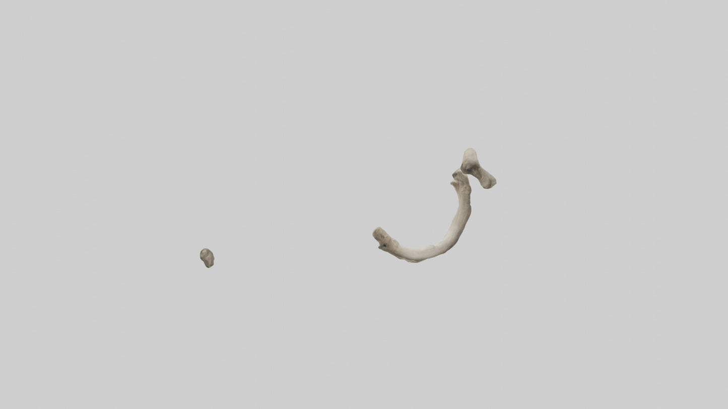 Elephant Humerus 3D model