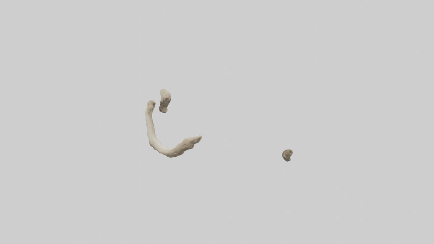 Elephant Humerus 3D model