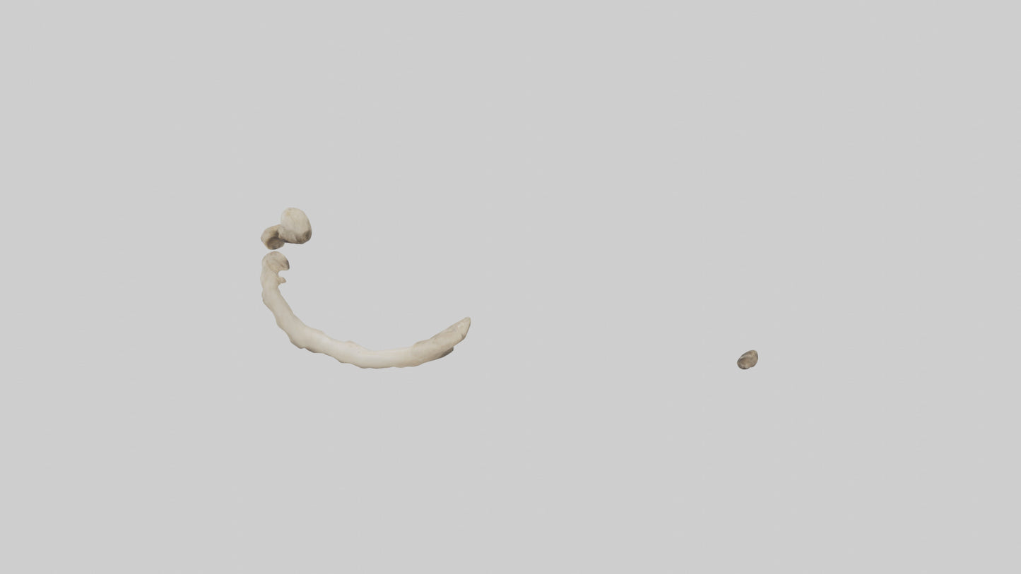 Elephant Humerus 3D model