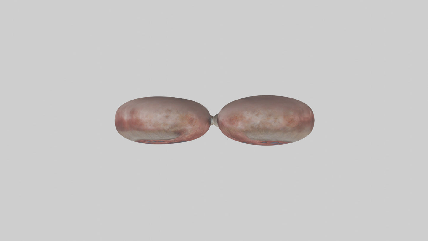 3D model Elephant Kidneys VR / AR / low-poly