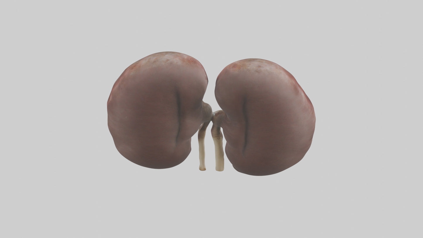 3D model Elephant Kidneys VR / AR / low-poly