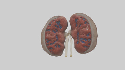 3D model Elephant Kidneys VR / AR / low-poly