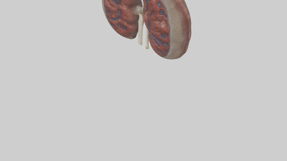 3D model Elephant Kidneys VR / AR / low-poly