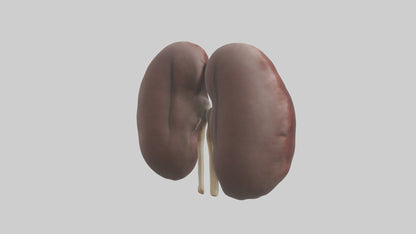 3D model Elephant Kidneys VR / AR / low-poly