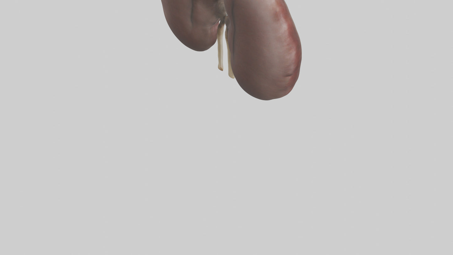 3D model Elephant Kidneys VR / AR / low-poly