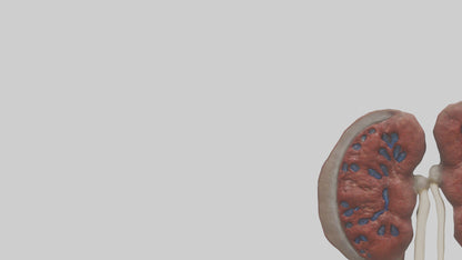 3D model Elephant Kidneys VR / AR / low-poly