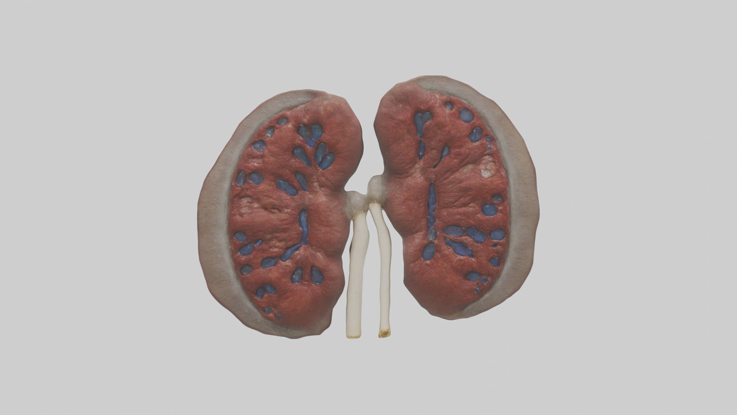 3D model Elephant Kidneys VR / AR / low-poly