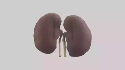 3D model Elephant Kidneys VR / AR / low-poly