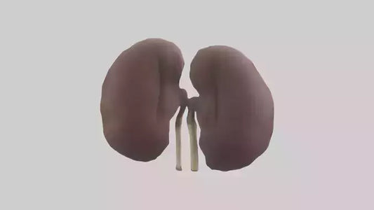 3D model Elephant Kidneys VR / AR / low-poly