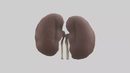 3D model Elephant Kidneys VR / AR / low-poly