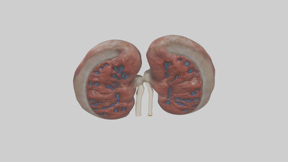 3D model Elephant Kidneys VR / AR / low-poly