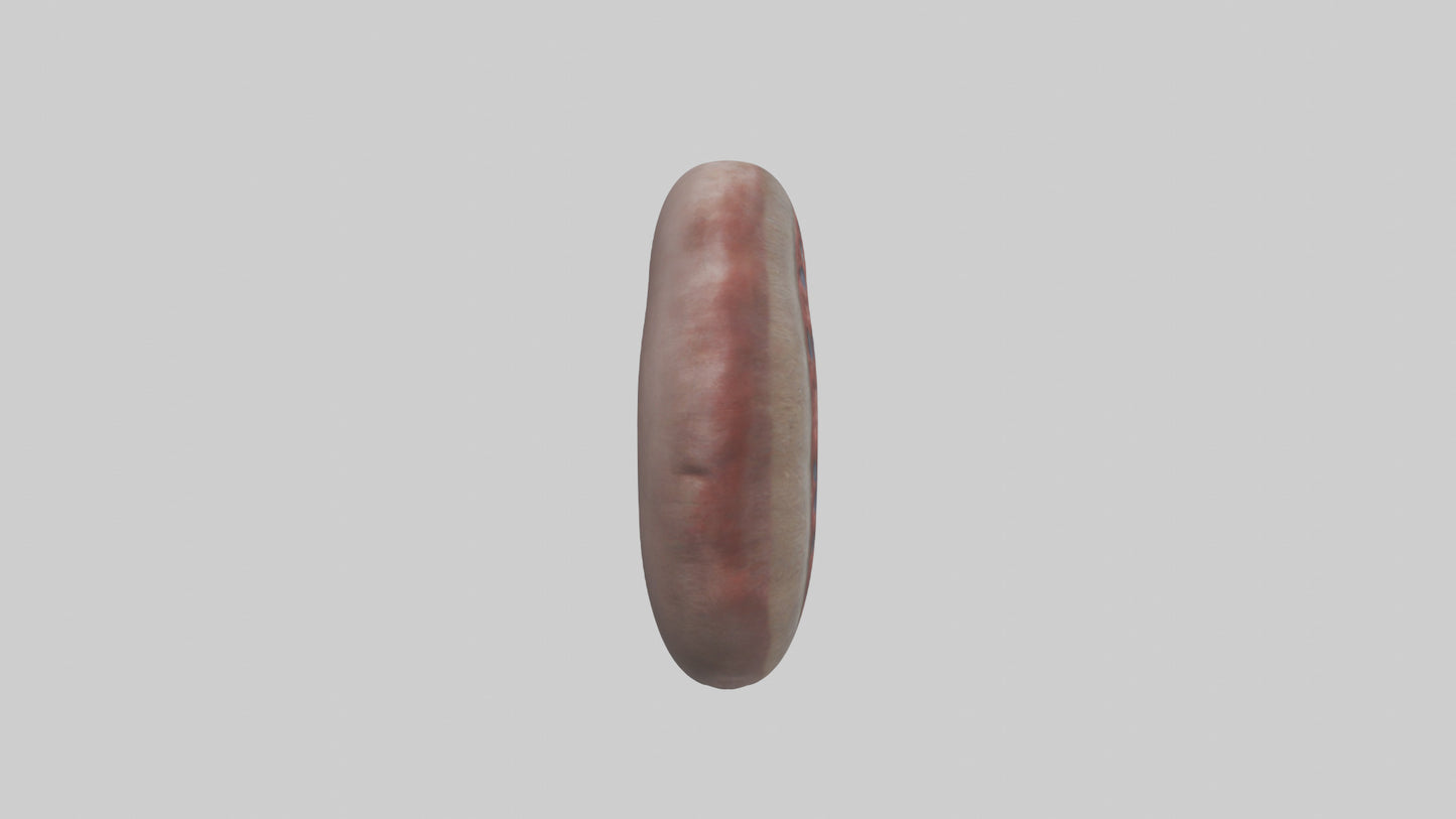 3D model Elephant Kidneys VR / AR / low-poly