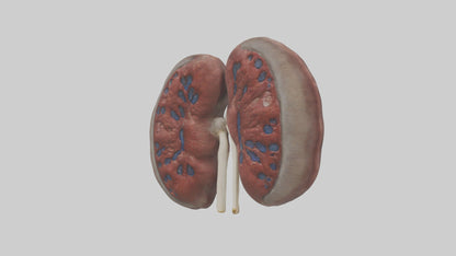 3D model Elephant Kidneys VR / AR / low-poly