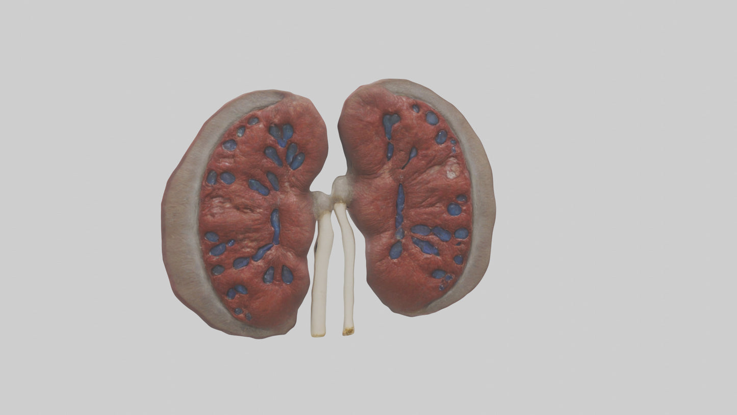 3D model Elephant Kidneys VR / AR / low-poly