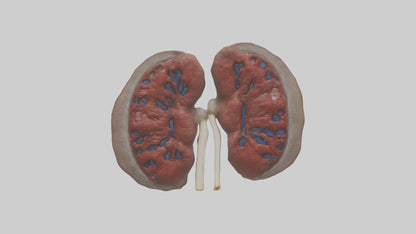 3D model Elephant Kidneys VR / AR / low-poly