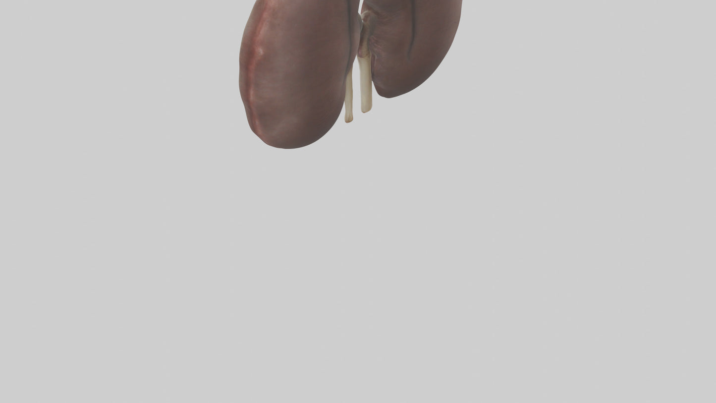 3D model Elephant Kidneys VR / AR / low-poly
