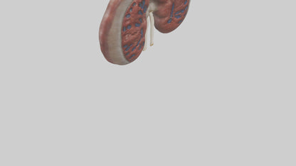 3D model Elephant Kidneys VR / AR / low-poly