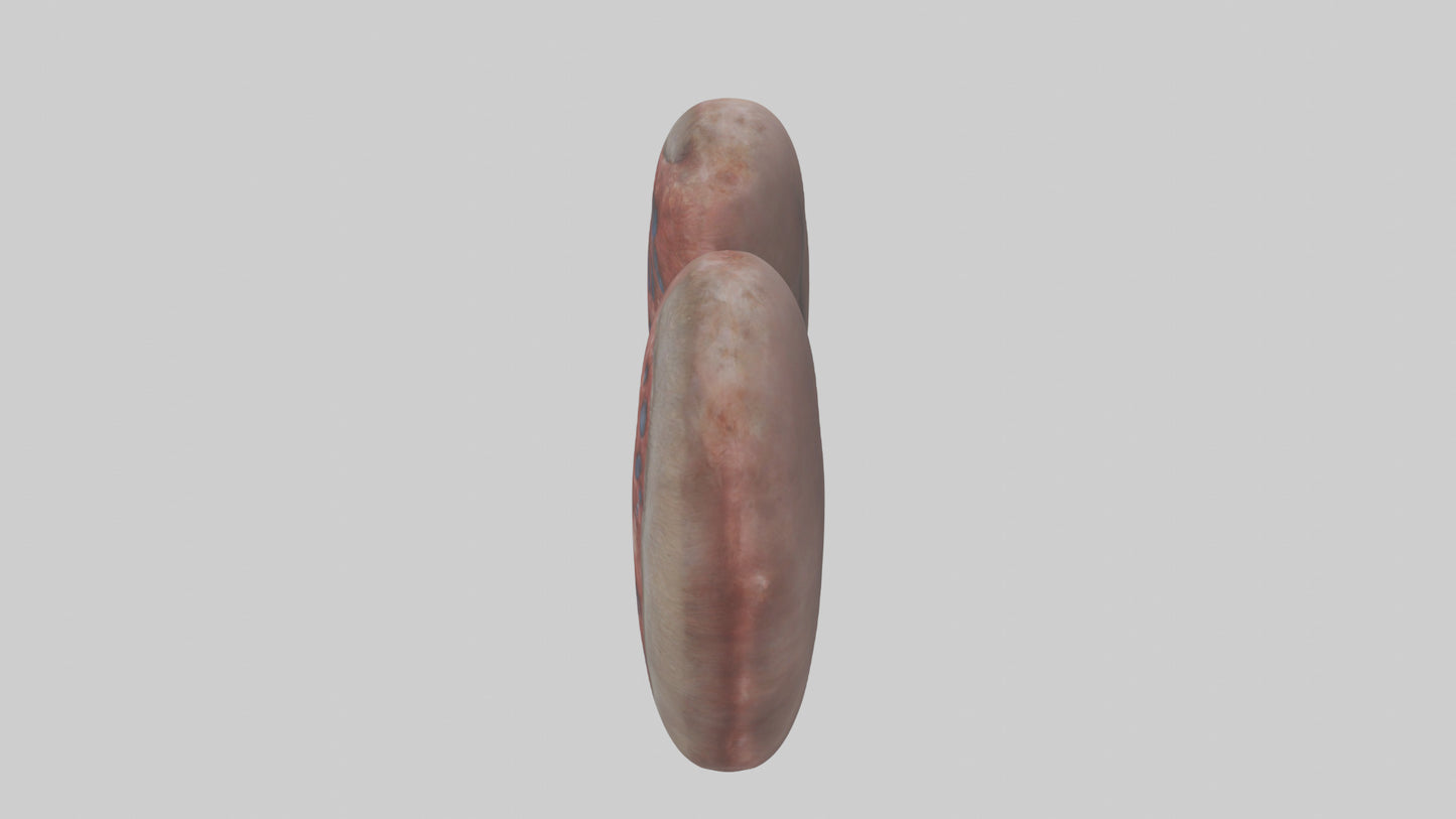 3D model Elephant Kidneys VR / AR / low-poly